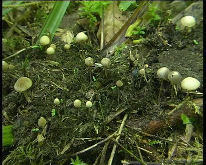 Psathyrella berolinensis